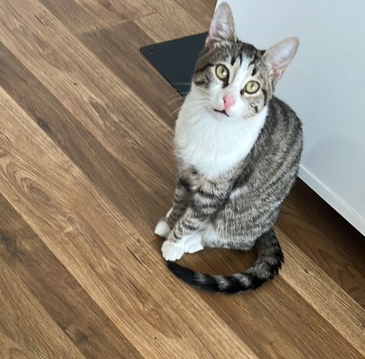 котенца от Созопол