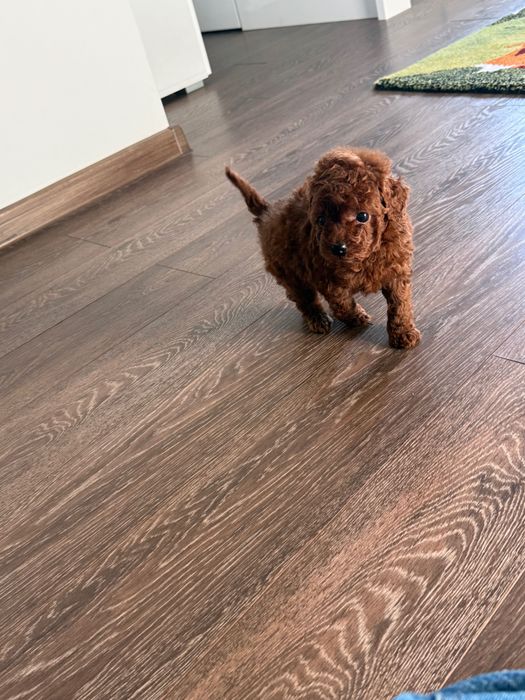 Пудел той момиче