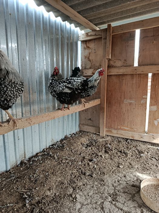 Куры Виандот Серебро...