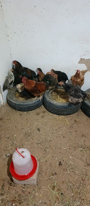 Брама тауык сатлады