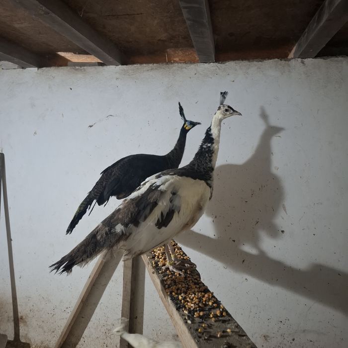 Paunite adulte, exemplare deosebite.