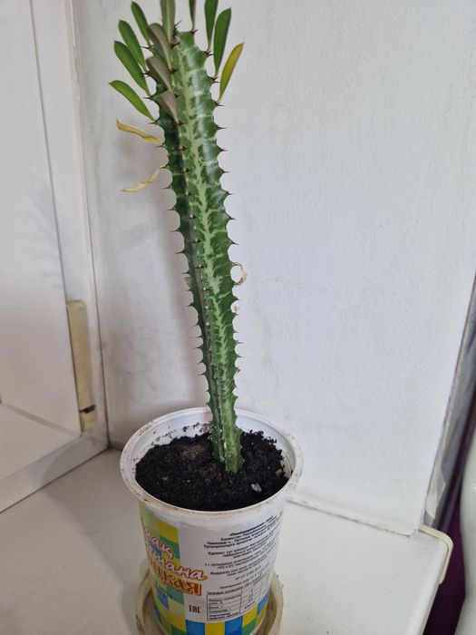 Комнатные цветы ,цветы