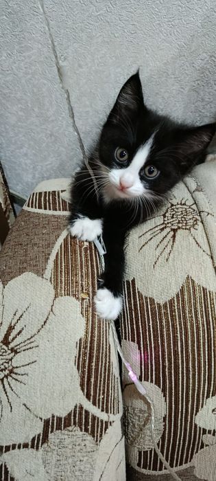 Котенок кот кошка