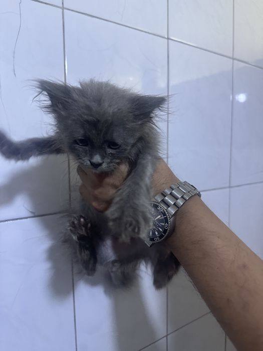 Котенок 2 месяца серенький