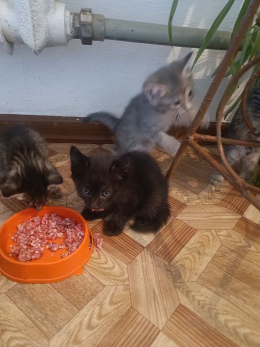 Котята 1.5 месяца