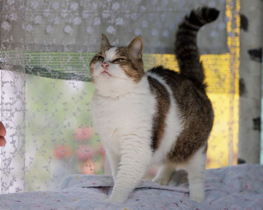 Бесплатно кошечка хорошенькая