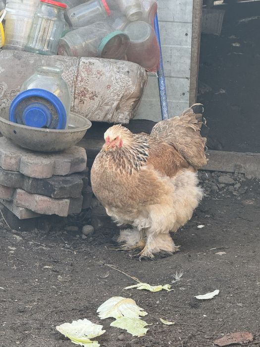 Продам кур брамы