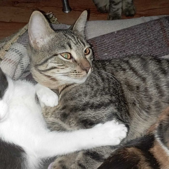 Котята-мальчишки
