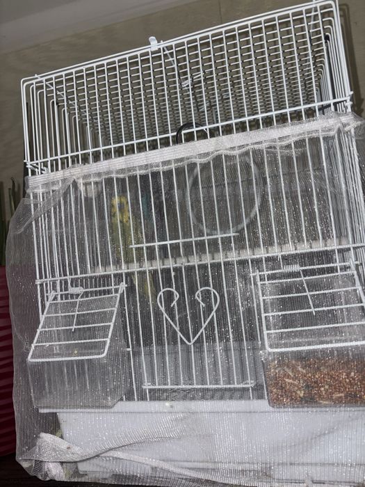 Волнистые попугаи с клеткой