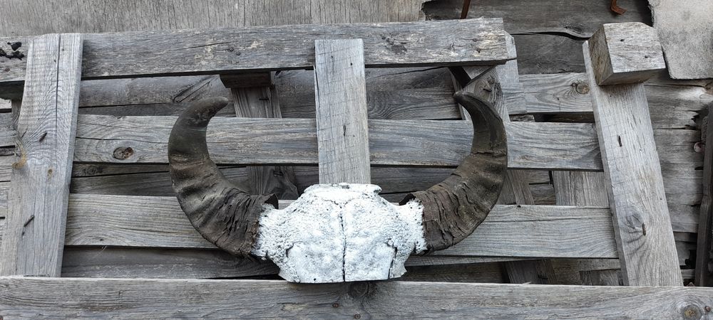 Трофей, рога !!!