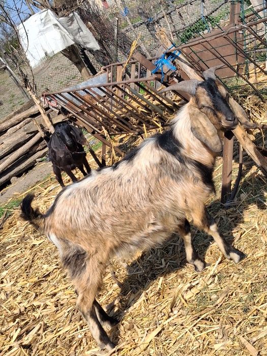 Tap anglo nubian schimb cu capra!