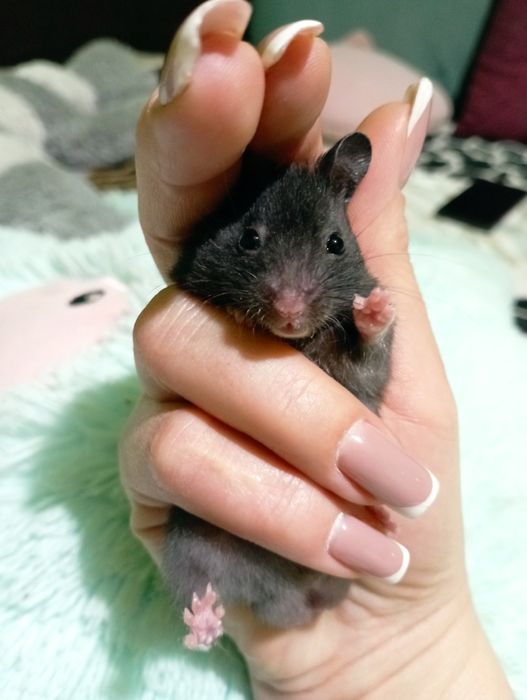 Сирийские хомяки