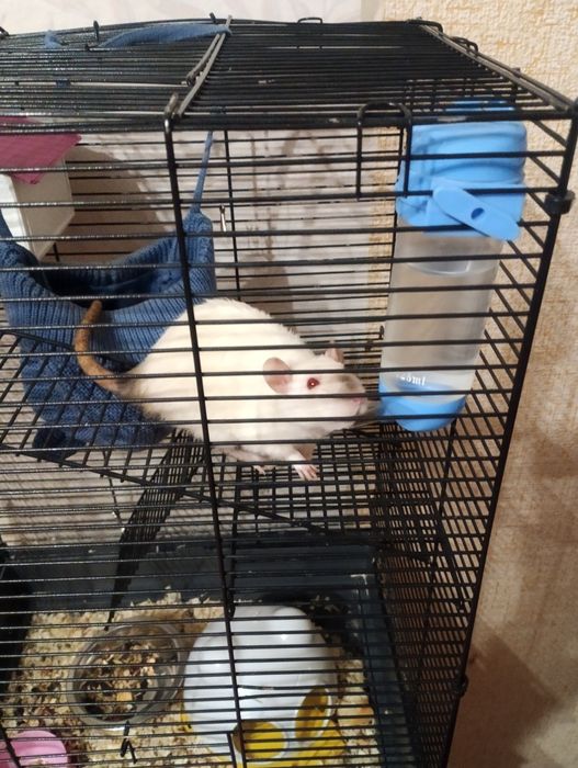 Крысы декоративные