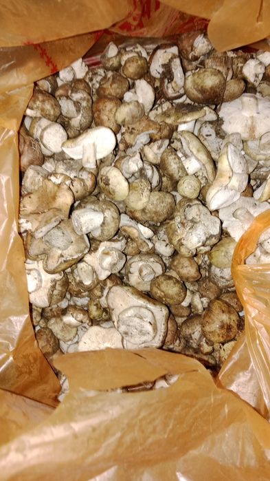 Продам грибы валуи