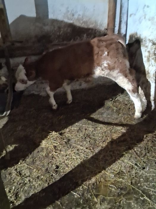 Vand juninca baltata românească a 2a fătare Fatata de 5 săptămâni