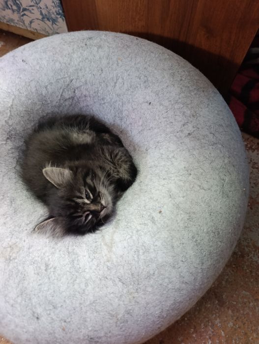 Котёнок девочка даром