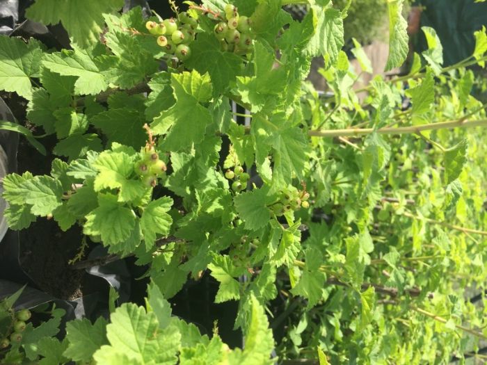 касис/червено френско грозде/ разсад