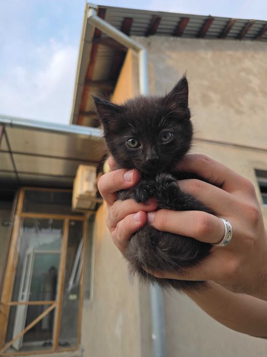 Котята ищут семьи!