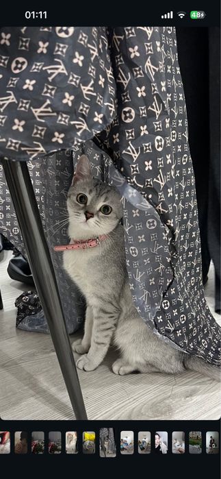 Шотландская кошка