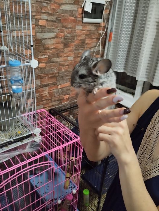 Продам шиншиллку-мальчик.