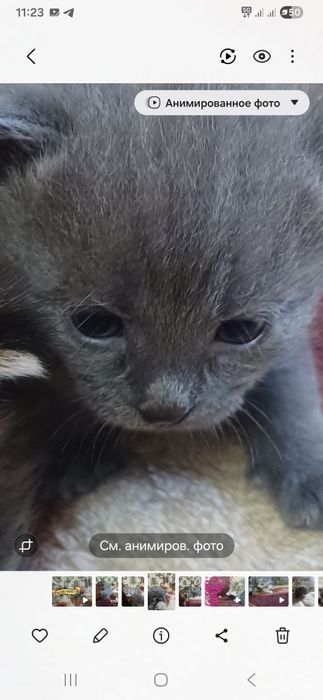 Котёнки азиатской табби,