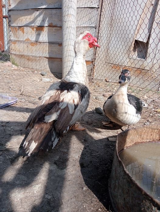 Продам индауток семейства