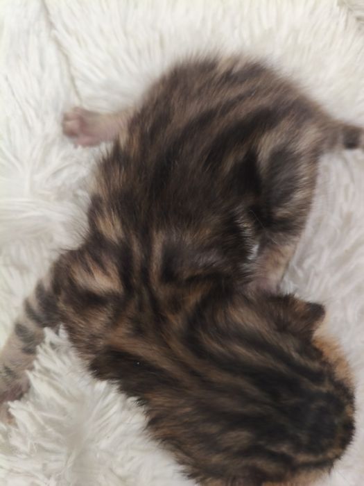 Бенгальские котята ( бронь)