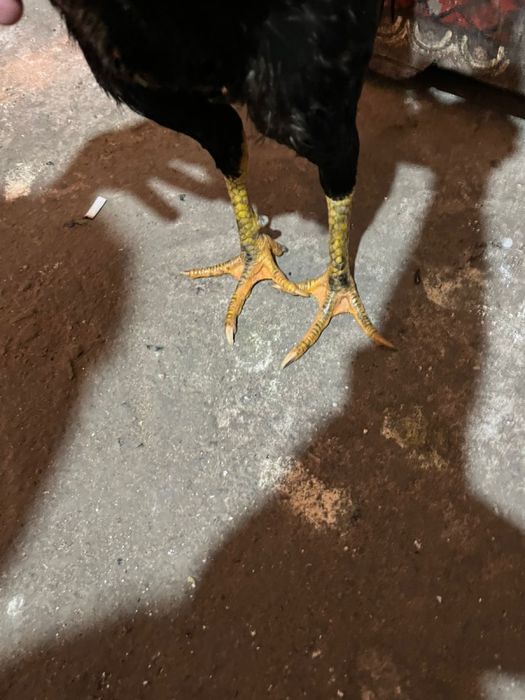 Продам дакана петух