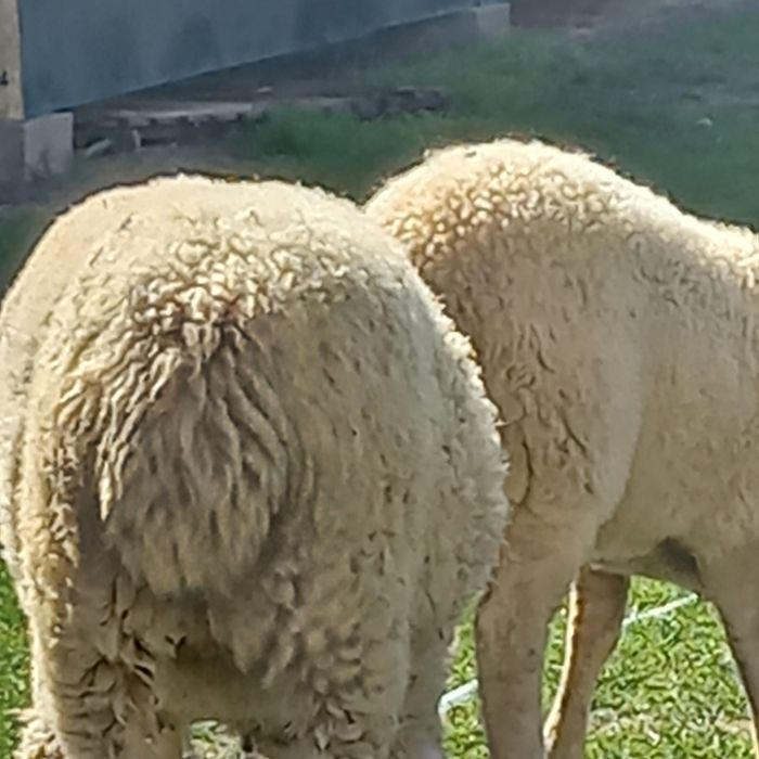 De vinzare mielute de asaf pur metisat cu bergamasca