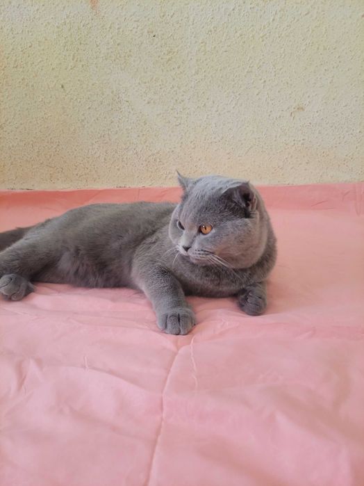 Scotsh strayt zotdor mushuk