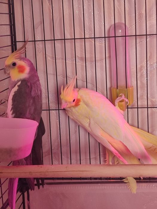 Продам двух попугаев