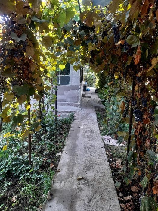 Lilieci ialomita la 20km de Bucuresti