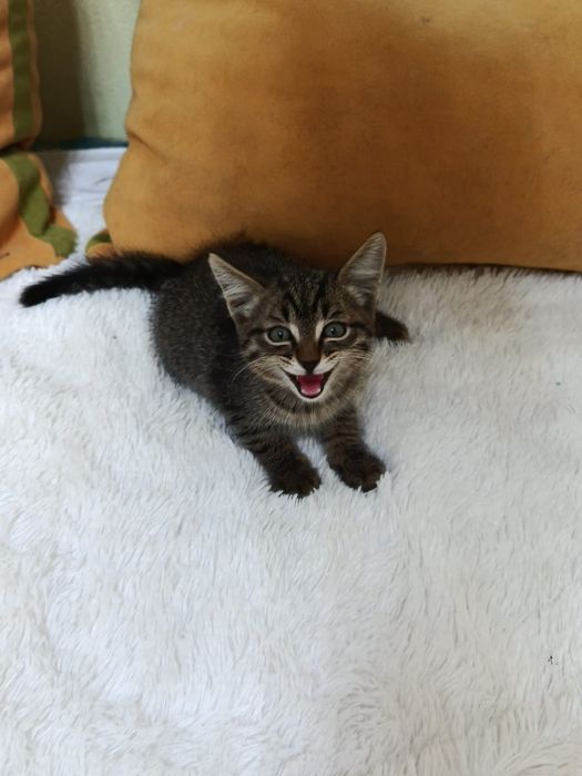 Котёнок в добрые ручки