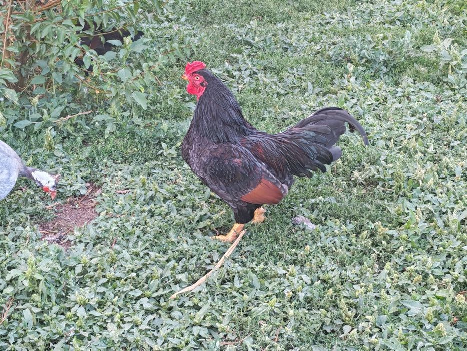 Combatant indian talie mare