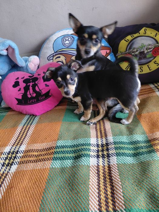 Чихопинчерчета търсят своя дом