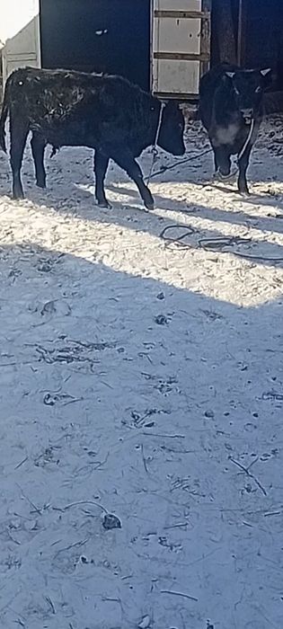 Бычки Букалар сатылады