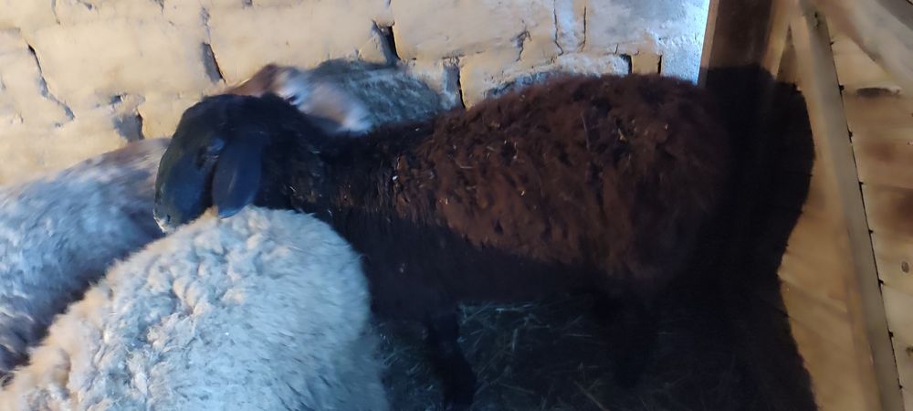 Семіз бордақы тұсақ қойлар сатылады! Бағалары 110,120 мың теңгеден,