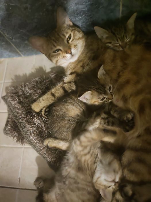 Кошка котяами отдам бесплатно