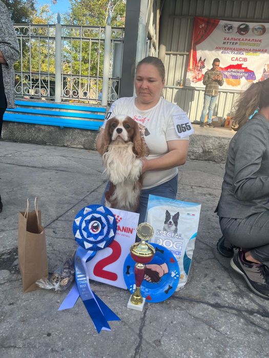 Кавалер кинг чарльз спаниель