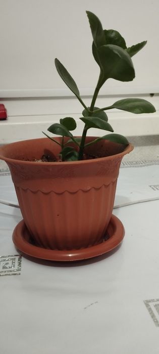 Продается комнатные цветы