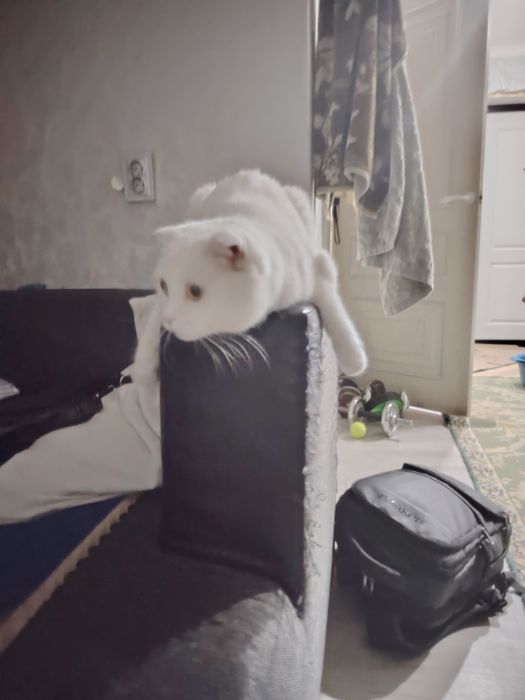 Отдам кота в хорошие руки, Максвелл