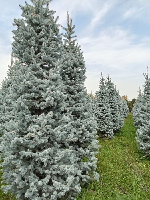 Голубые ёлки разных размеров