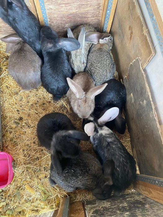 Кролики разных парод