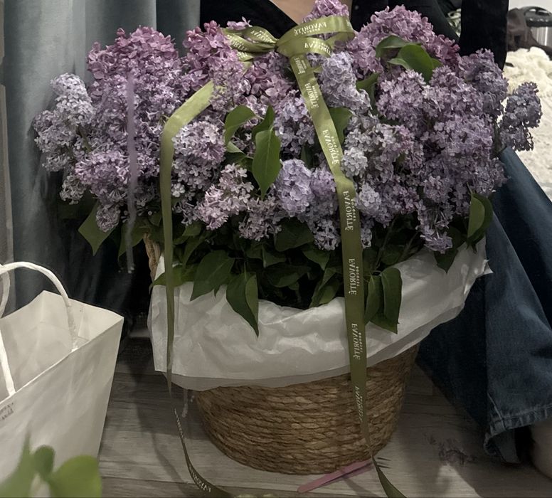 Сирень цветы, свежие