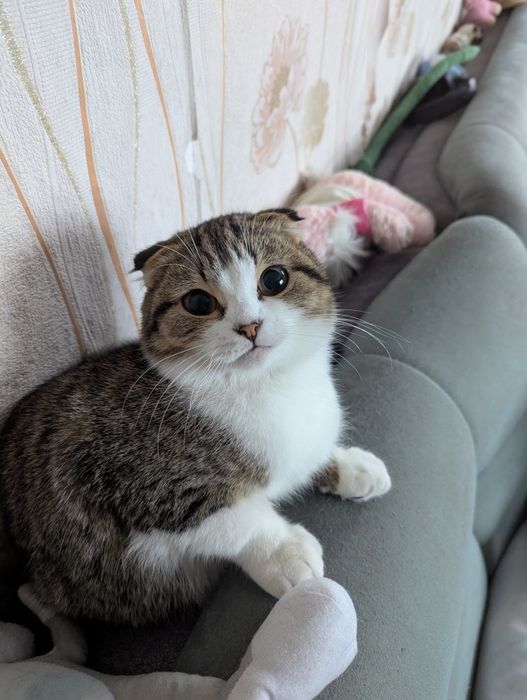 Google pixel 7 зелёный