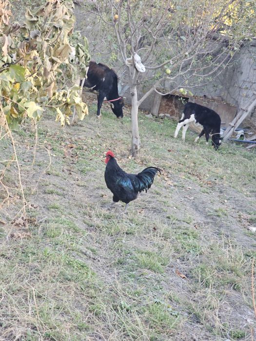 Bramalar va Jersey Giant xurozlar sotiladi, 5–7 oylik sog‘lom zotlar!