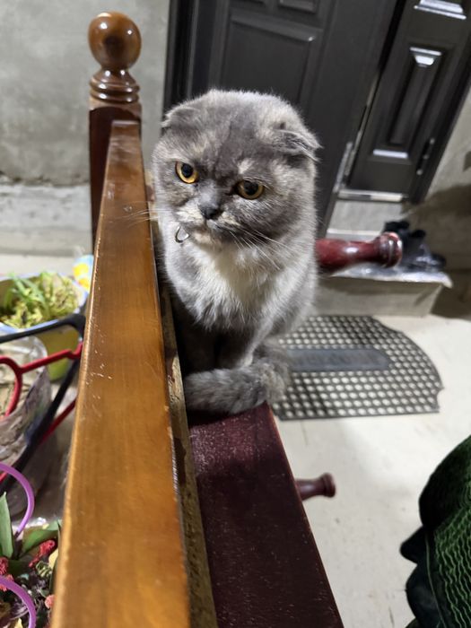 Отдам в добрые руки беременную кошку , шотландская вислоухая