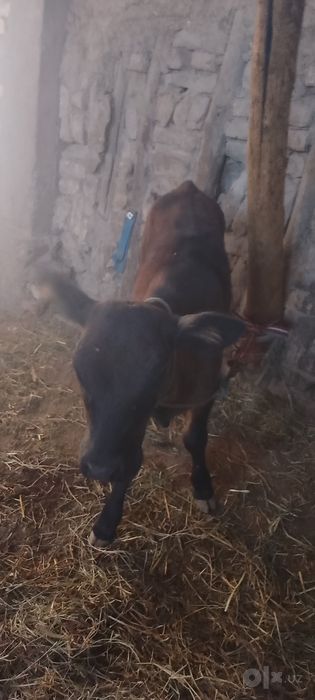 GʻUNOJIN sotiladi kafolati bilan