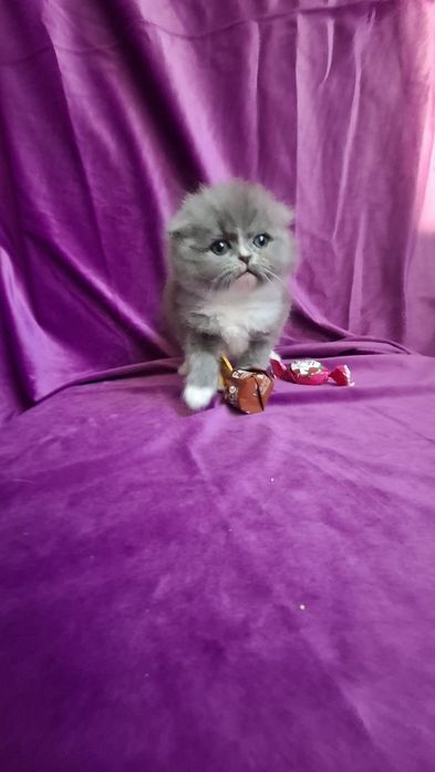 Шотландская фолд