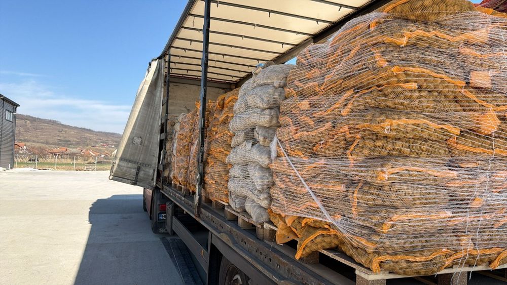 Cartofi olanda spunta desiree flamenco camelia lady rosetta